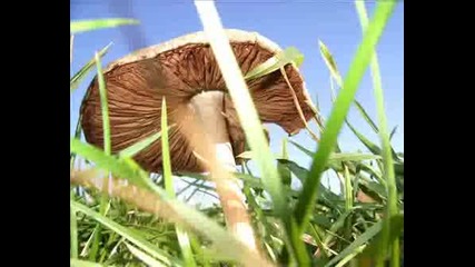 200 Snimki Na Mushrooms - 200 Снимки На Гъби