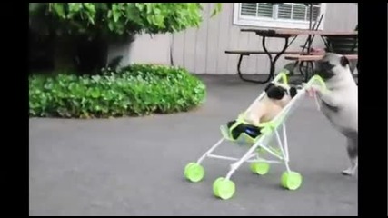 Кученце което може да бута бебешка количка и да кара скейт