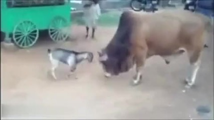 Смело козле принуди огромен бик да се откаже от борбата