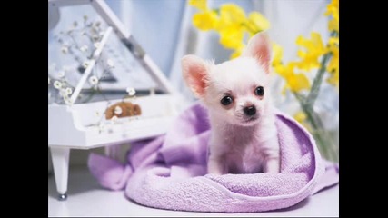 Sweet animals for...