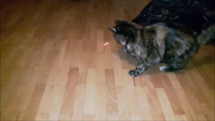 Kittens vs. Laser