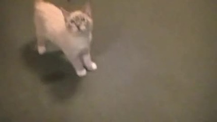 Talking Kitty Cat (wake Up Kitty 8)