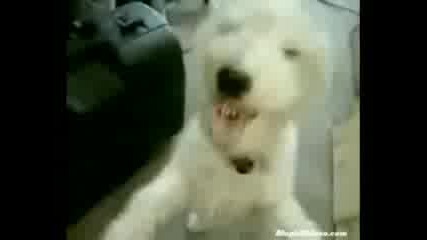 Куче хевиметълист 