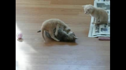 Itten Surprise!! (how To Break Up A Cat Fight) The Original