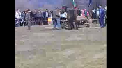 konq na Nedqlko-aktros 4elope4