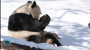Hard to Bear: Pandas Poorly Adapted for Digesting Bamboo, Scientists Find