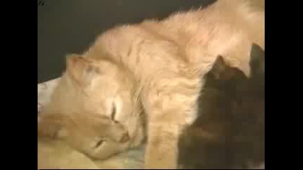 Котка се грижи за заек