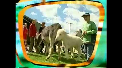 Ударът На Магарето 