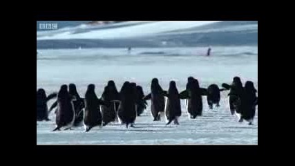 Bbc - Колония От Пингвини :d 