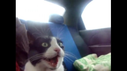 Смях - Изумена котка в кола!!