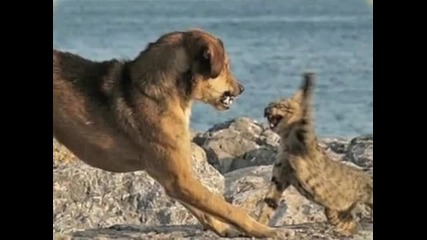Смешни и луди животни 