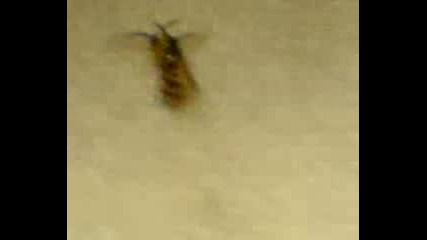Bee Sex.