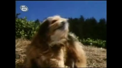 Бенджи част 1 bg audio