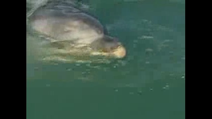Делфин спасява Кит в Зеландия 
