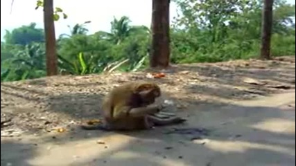 Маймуна - Пушач (смях)