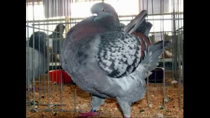 Boss Pigeon 