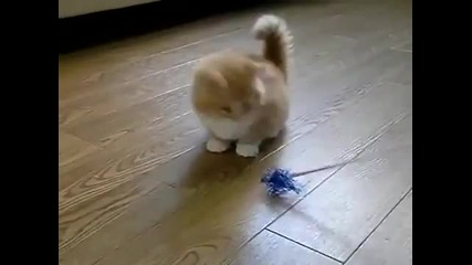 Fluffy Kitten does not know what to do.