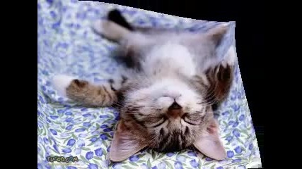 Забавни Котки