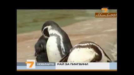 Рай за Пингвини