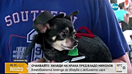 Малки чихуахуа в луда надпревара (ВИДЕО)