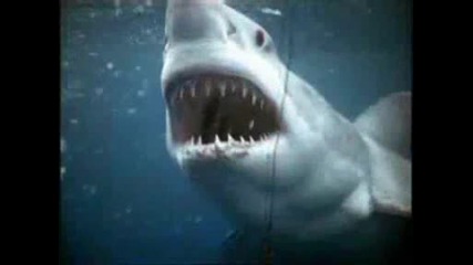 Великата бяла акула 