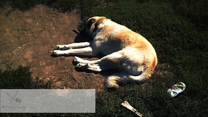 Спящо Куче / Sleeping Dogg | Brandin.tv