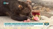 Как животните в зоопарка се справят с летните жеги?