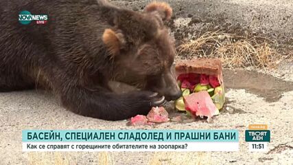 Как животните в зоопарка се справят с летните жеги?