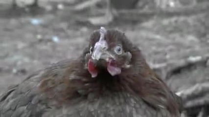 Кокошка