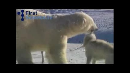 Полярни мечки си играят с кучета 