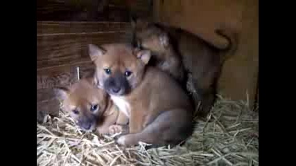 Малки ^^кученца^^