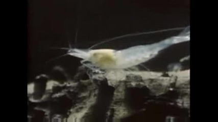 National Geographic - In The Dark
