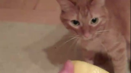 Котките мразят лимони