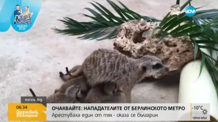 Рекорден брой сурикати се родиха в зоопарк в Австралия