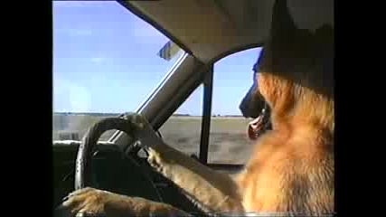 Куче шофьор. 