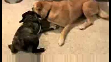 Animal Planet