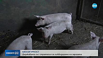 Държавата си постави срок за овладяване на чумата по свинете