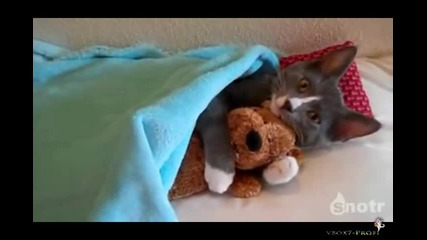 Котка спи с пухена играчка