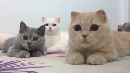 Тези котки ще ви разсмеят:)