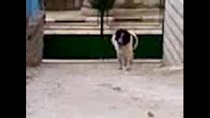 сара на 6 месеца