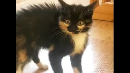 Опасно коте