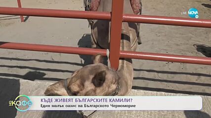 Камилите в България: Какви грижи трябва да се полагат за тях? - На кафе (30.07.2021)