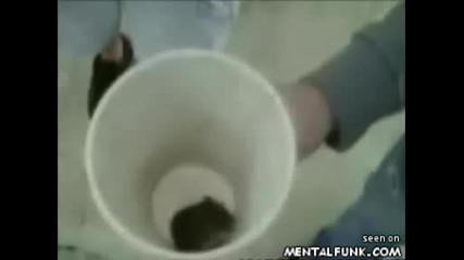 Ловци На Мишки :d