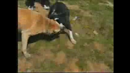 Kangal ubiva Apbt Pitbull za 5 minuti 