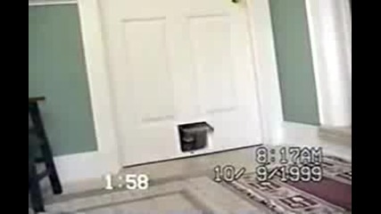 Котка и Бебе Сърничка Влизат През Врата