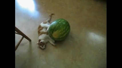 Котка срещу диня (смях)