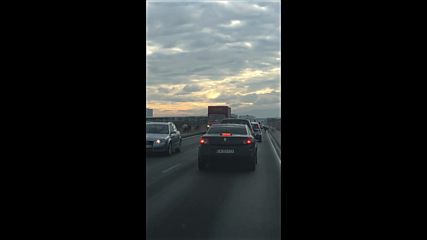 Животни по пътя към летището
