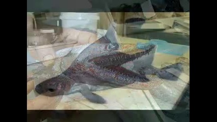 Strange fishes after Tsunami