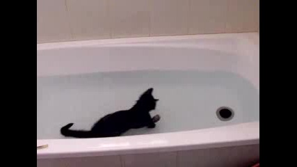 Crazy cat,  loves water