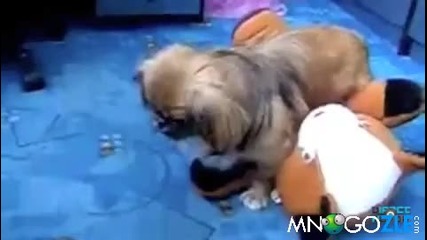 Куче изнасилва плюшена играчка 